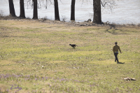 Run Dog Run