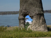 Paradise In A Tree