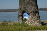 Paradise In A Tree
