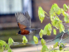 Robin In Flight