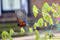 Robin In Flight