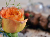 Roses and Brownies