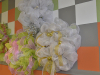 _dsc3678reefsbyrenee_001